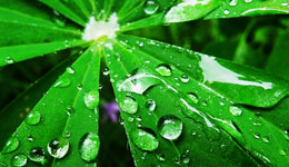 Leaf photo 1