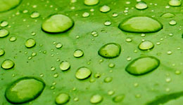 Leaf photo 7